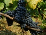 pinotnerobiancouva.jpg
