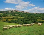 Pecorino al Tartufo Manciano Toskania - ser owczy z truflami 300g