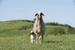 Pecorino al Tartufo Manciano Toskania - ser owczy z truflami 300g