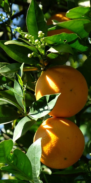 Sycylijskie  pomarańcze Valencia BIO box 8 kg 