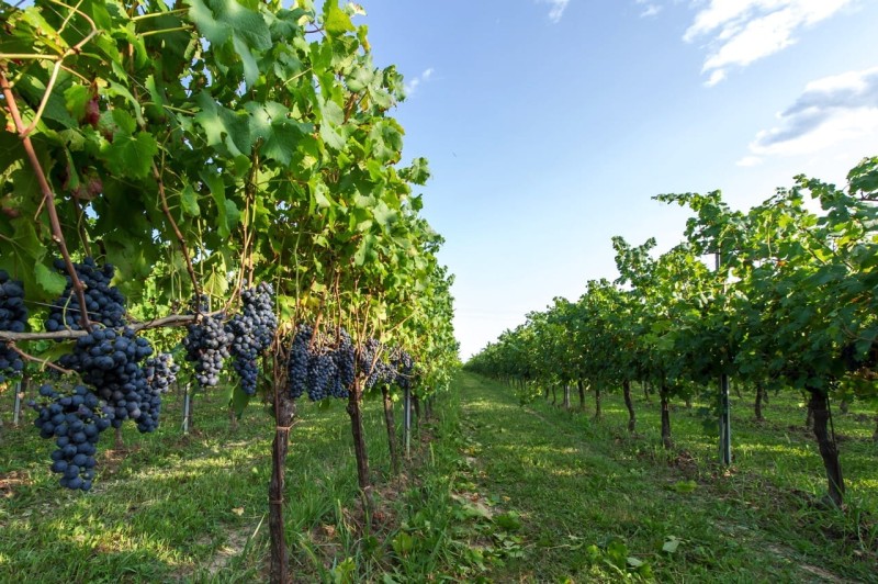 Merlot DOC Friuli Albafiorita - Wino czerwone wytrawne