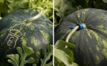 i-frutti-del-conte-guarienti-torello-lettera-identificativa-maturazione.jpg