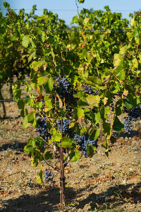 grape-seedling-cantine-paulis-monserrato.jpg