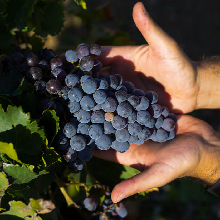 grapes-in-his-hands-cantine-paulis-monserrato.jpg