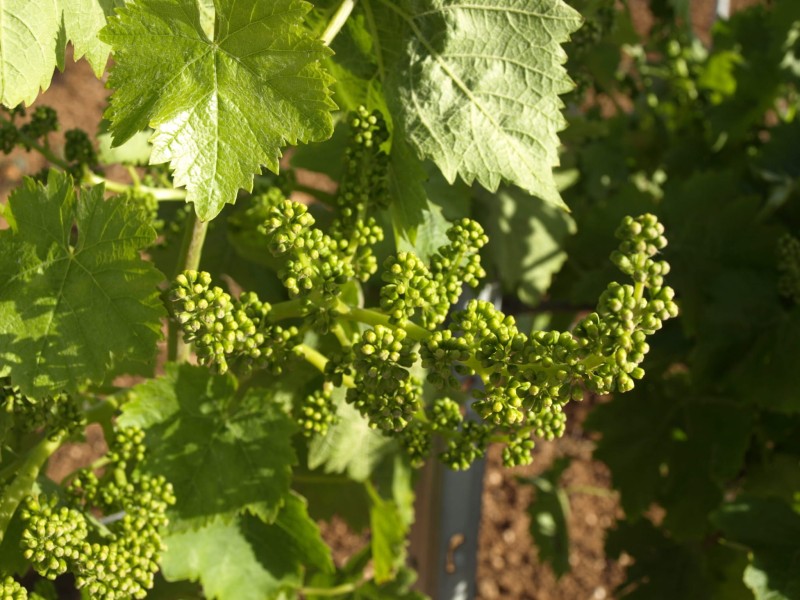 Coste a Preola Grillo DOC BIO Gorghi Tondi - wino białe wytrawne
