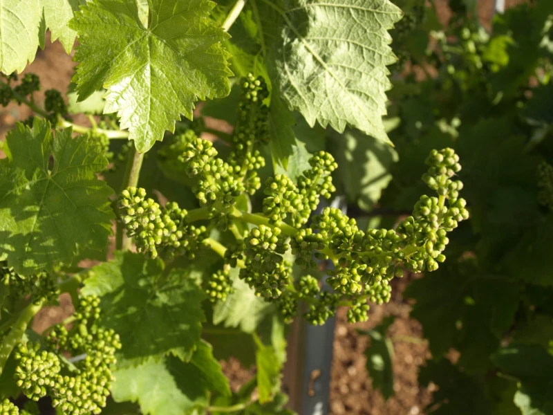 Kheirè Grillo DOC BIO Gorghi Tondi - wino białe wytrawne premium