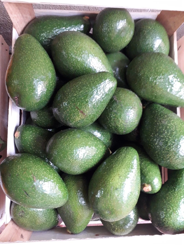 Awokado HASS sycylijskie 1 kg