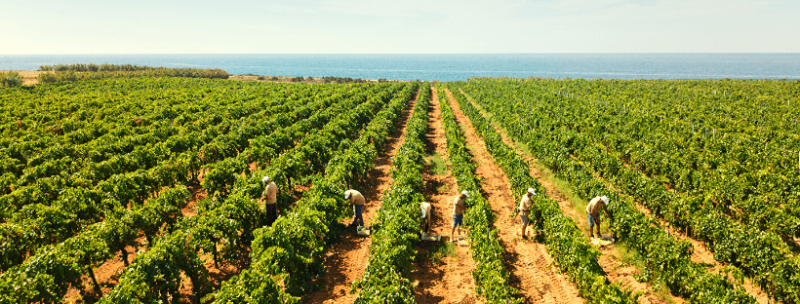 Coste a Preola Nero d'Avola DOC BIO- wino czerwone wytrawne