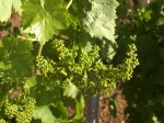 Palmares Rose BIO Gorghi Tondi - wino różowe półwytrawne musujące