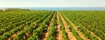 Palmares Rose BIO Gorghi Tondi - wino różowe półwytrawne musujące