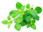 depositphotos_715494728-stock-photo-fresh-twig-oregano-marjoram-herb.jpg